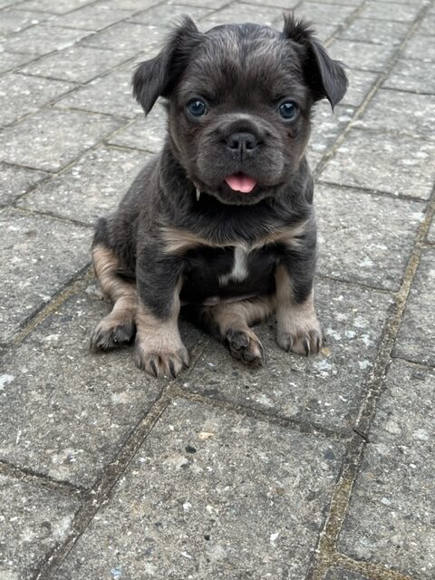 en lille dreng af en langhåret fransk bulldog