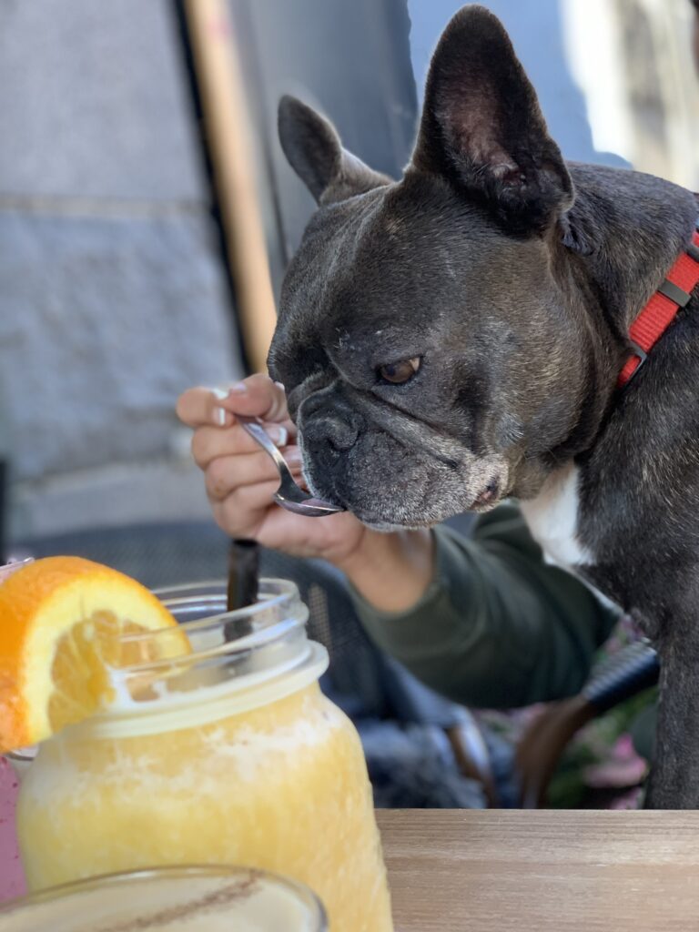 Fransk bulldog slikker saftevand fra ske