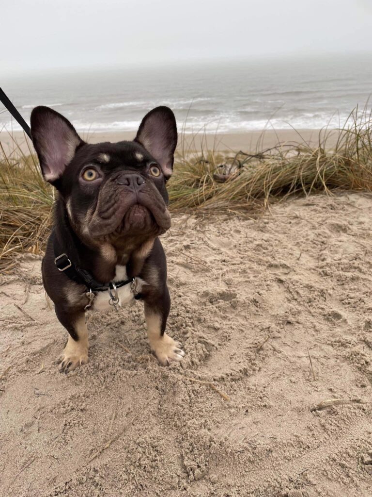 Chokotan fransk bulldog på strand og kigger op i himlen