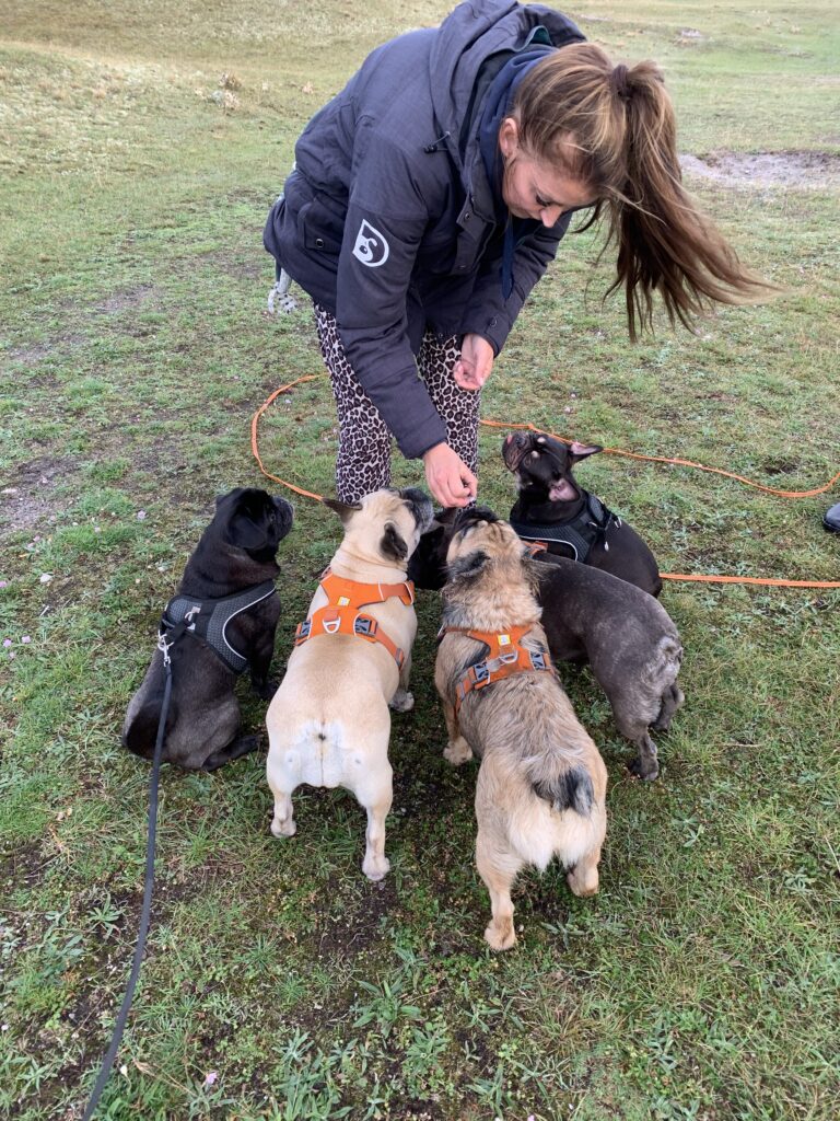 4 franske bulldog og en mops får hver en godbid af langhåret pige