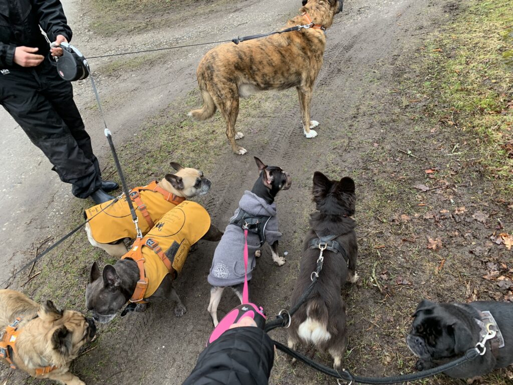 6 franske bulldog, 1 mops og en stor blandingshund står på jordvej i snor