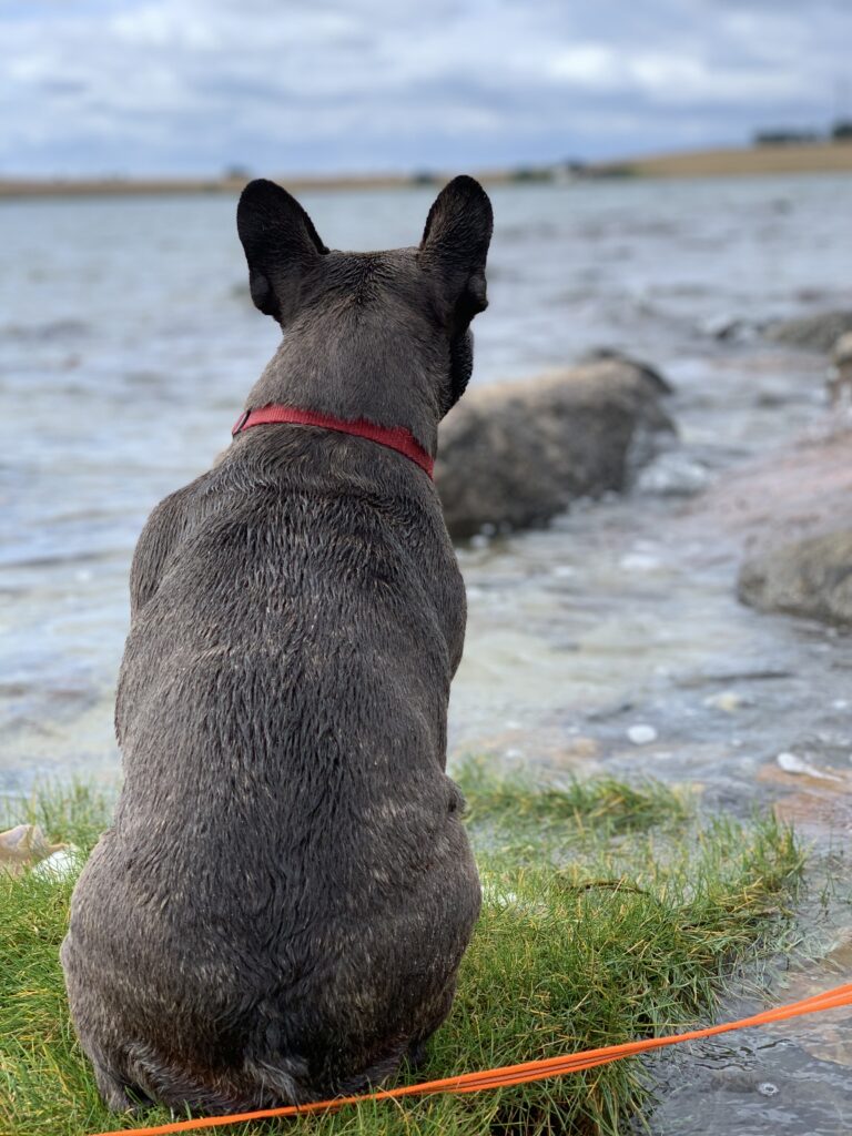 Fransk bulldog kigger udover havet set bagfra