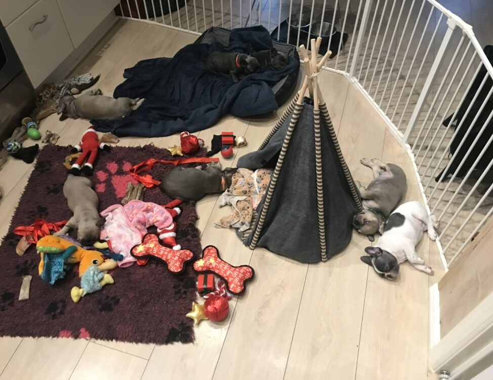 Små franske bulldog-hvalpe ligger på gulvet i en tipi og sover