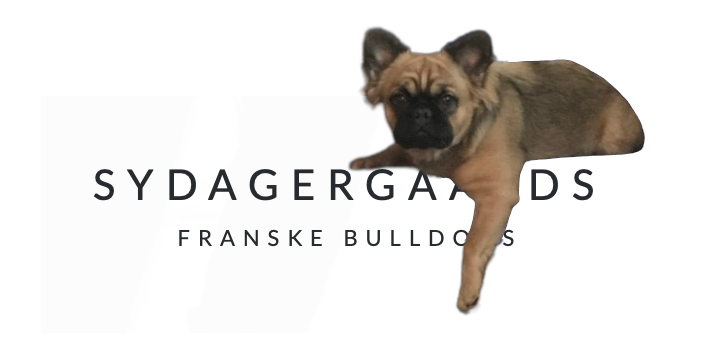 kontakt sydager fransk bulldog 