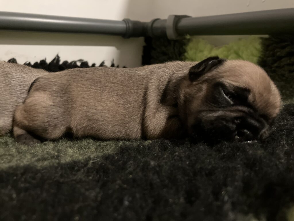 Fransk bulldog hvalp til salg, lille fransk bulldog ligger og sover